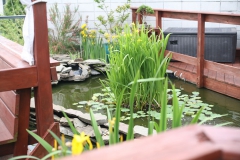 Rooftop Pond