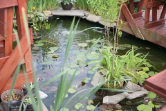 Rooftop Koi Pond