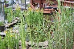 Rooftop Pond Plants