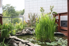 Rooftop Pond Flowers