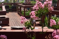 The Cultured Pearl Deck Koi Pond Gazzebo