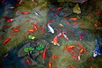 The Cultured Pearl Rooftop Kio Pond